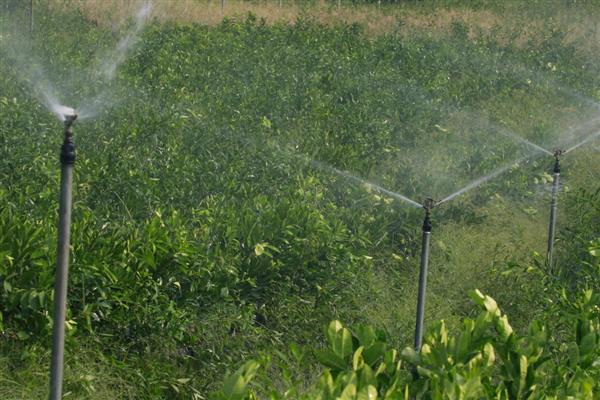 植物生长调节剂有哪些,包括生长促进剂、生长抑制剂等