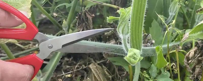 冬季蔬菜整枝打杈的方法，防止阴天整枝打杈