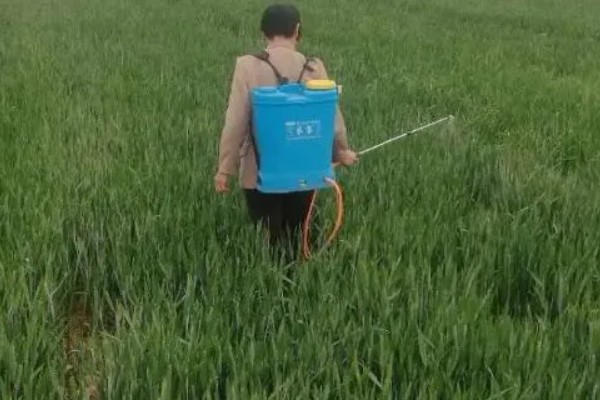 小麦打除草剂的时间，以幼苗期、返青期为宜