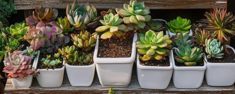 多肉的养殖方法，每隔7-10天浇一次水