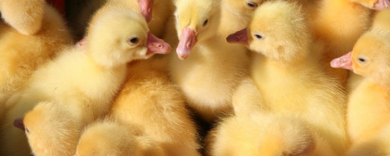 怎么养刚买回来的小鹅，一定要定时定量喂养