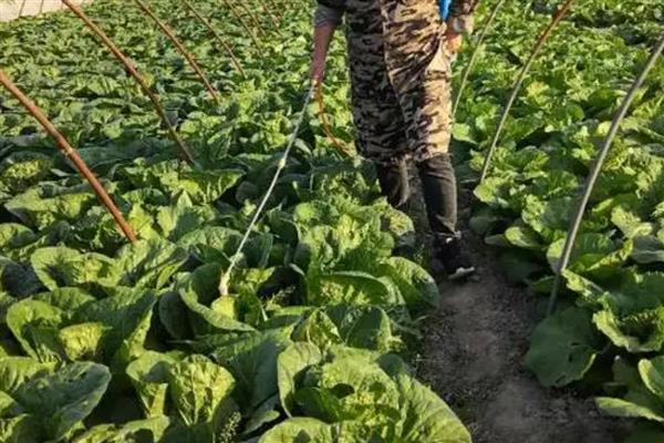 高效氯氟氰菊酯对蜗牛有没有效,对蜗牛没有效果