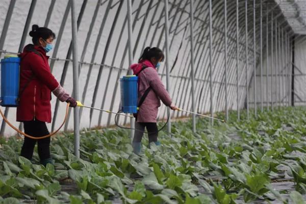 高效氯氟氰菊酯对蜗牛有没有效,对蜗牛没有效果
