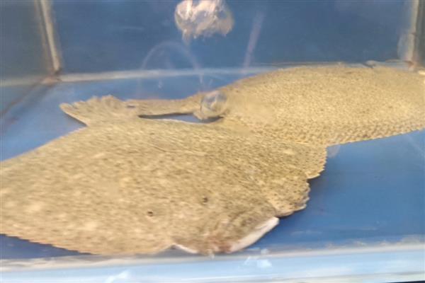 多宝鱼是不是海鱼,对海水指标具有严格的要求