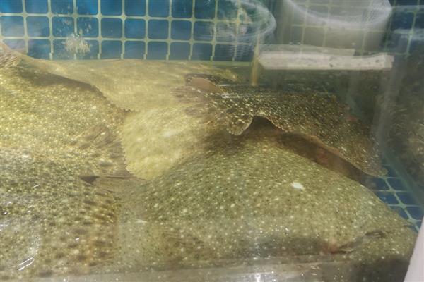 多宝鱼是不是海鱼,对海水指标具有严格的要求