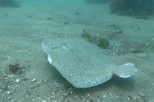 多宝鱼是不是海鱼,对海水指标具有严格的要求