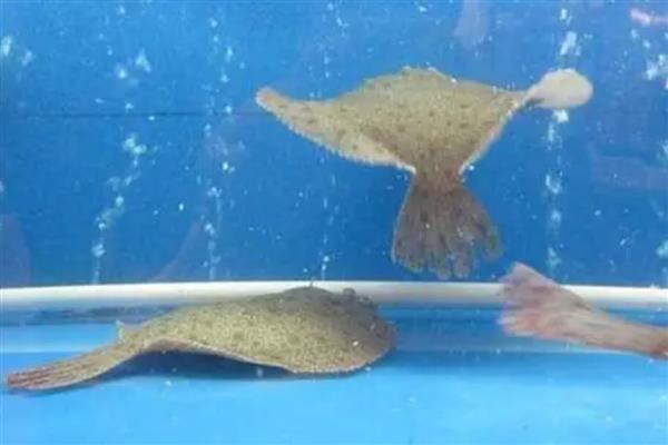 多宝鱼是不是海鱼,对海水指标具有严格的要求