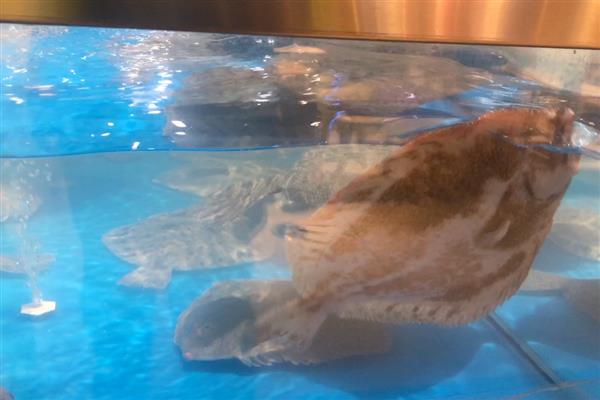 多宝鱼是不是海鱼,对海水指标具有严格的要求