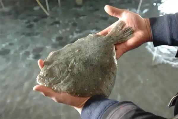 多宝鱼是不是海鱼,对海水指标具有严格的要求