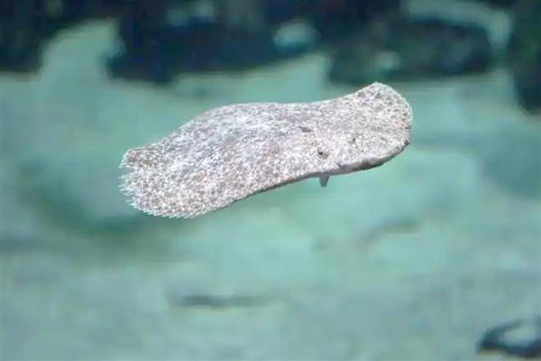 多宝鱼是不是海鱼,对海水指标具有严格的要求