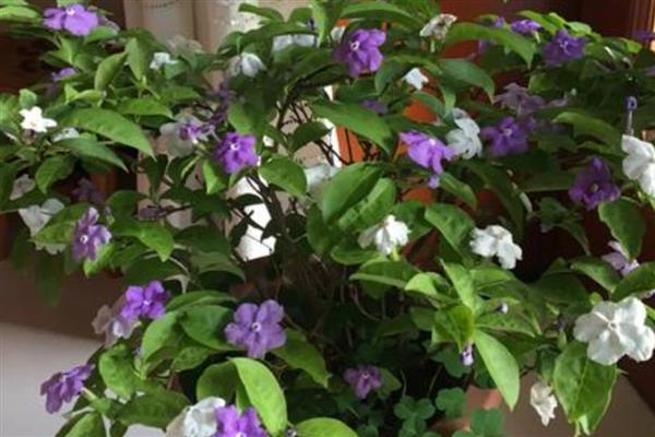 双色茉莉的产地，原产自美洲