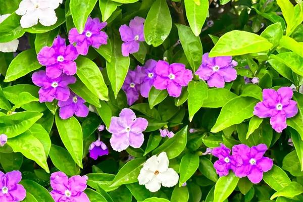 双色茉莉的产地，原产自美洲