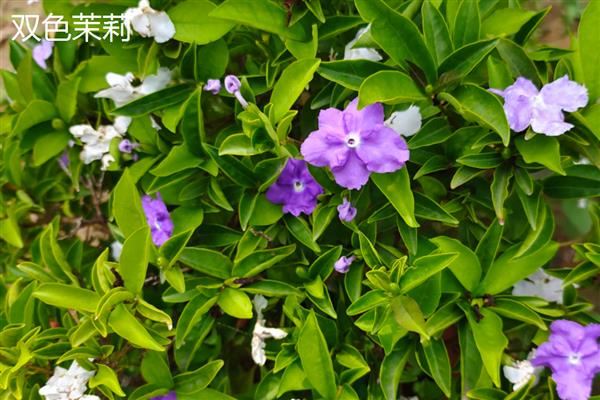 双色茉莉的产地，原产自美洲