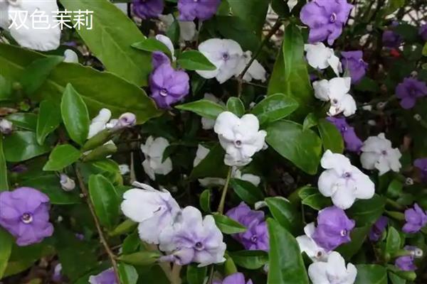 双色茉莉的产地，原产自美洲