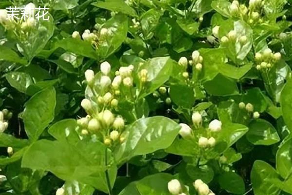 双色茉莉的产地，原产自美洲