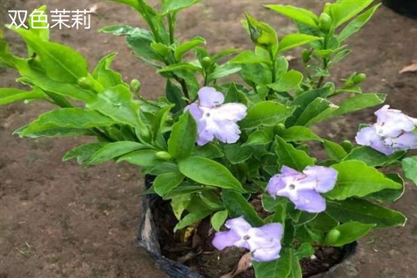 双色茉莉的产地，原产自美洲
