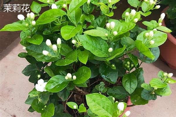 双色茉莉的产地，原产自美洲