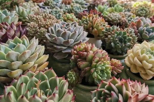 多肉冬季的养护方法，一定要注意保暖通风