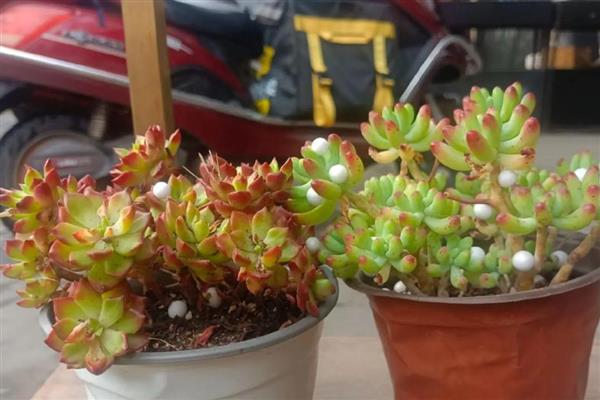 多肉冬季的养护方法，一定要注意保暖通风