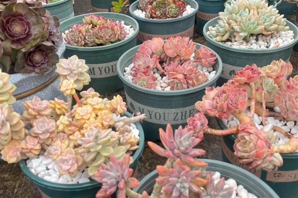 多肉冬季的养护方法，一定要注意保暖通风