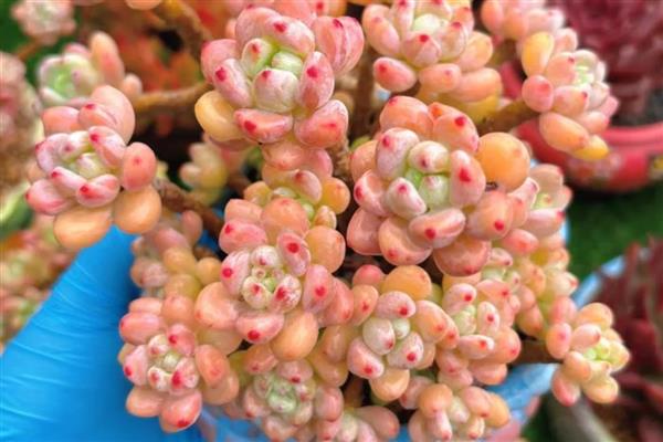 多肉冬季的养护方法，一定要注意保暖通风