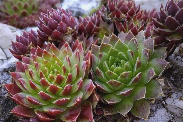 多肉冬季的养护方法，一定要注意保暖通风