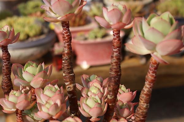 多肉冬季的养护方法，一定要注意保暖通风