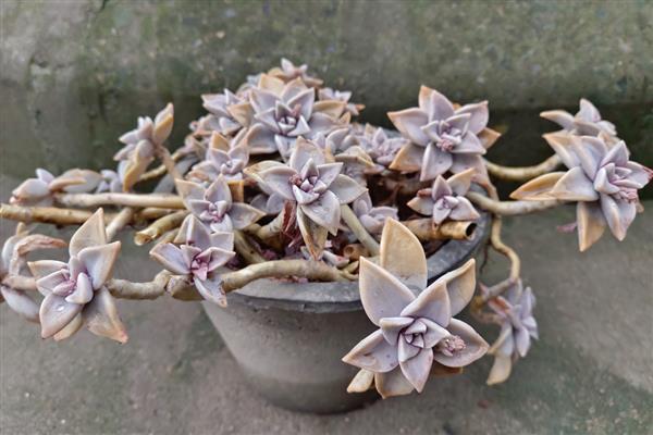 多肉冬季的养护方法，一定要注意保暖通风