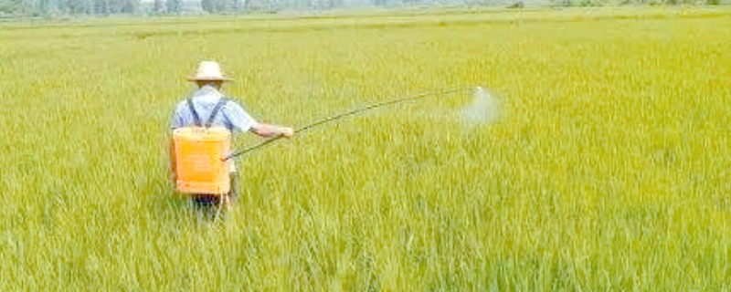 夏至对各种农事活动的影响，需及时对杂草进行防治