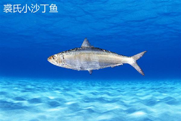 沙丁鱼刺多吗，其鱼刺比较少