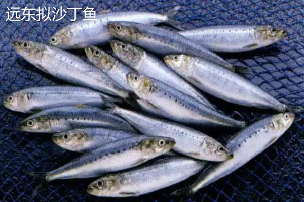 沙丁鱼刺多吗，其鱼刺比较少