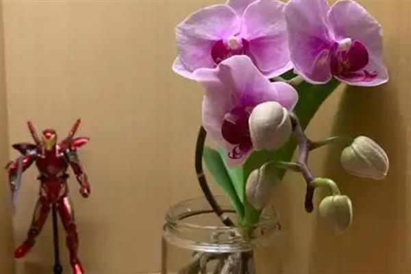 蝴蝶兰烂心能不能活，及时处理是可以活的