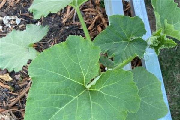蛇瓜的育苗方法，每隔60-80厘米栽种一株