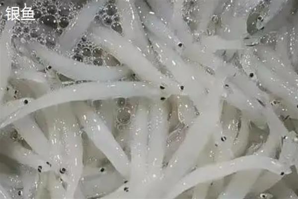 哪些淡水鱼养殖品种利润高，常见的有黑鱼、鳕鱼等