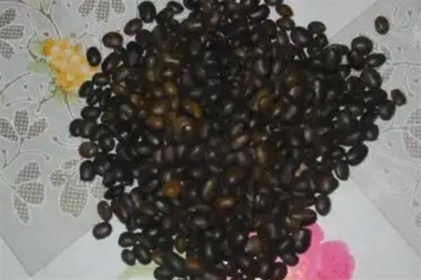 何首乌盆栽的种植方法，夏季每天需浇水一次