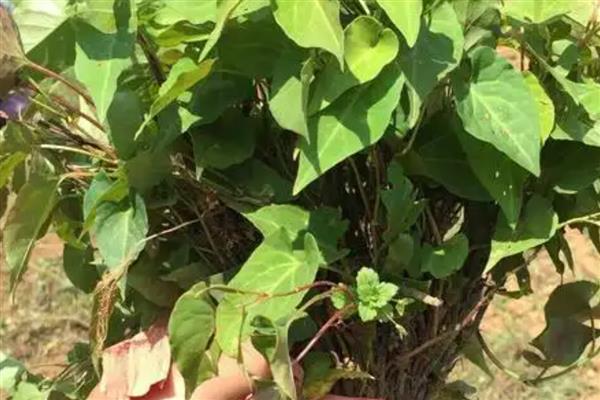 何首乌盆栽的种植方法，夏季每天需浇水一次