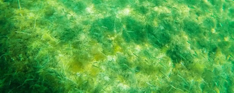 绿藻有没有叶绿素，绿藻有叶绿素