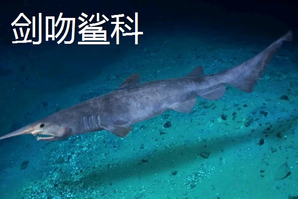 鼠鲨目鲨鱼的种类，分为鼠鲨科、剑吻鲨科等7个类型