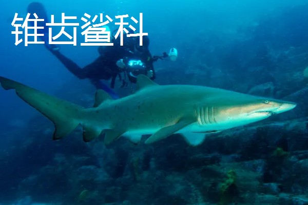 鼠鲨目鲨鱼的种类，分为鼠鲨科、剑吻鲨科等7个类型