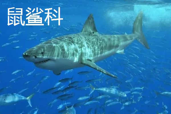 鼠鲨目鲨鱼的种类，分为鼠鲨科、剑吻鲨科等7个类型