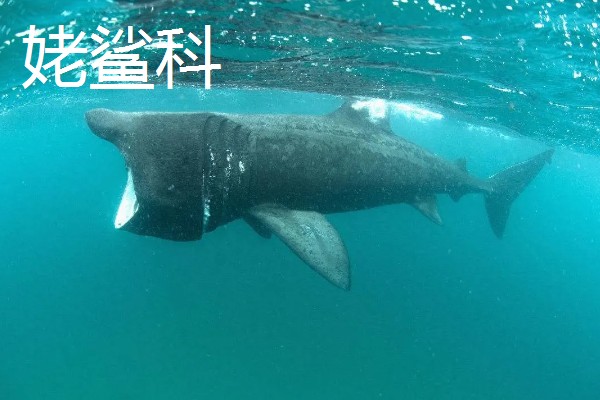 鼠鲨目鲨鱼的种类，分为鼠鲨科、剑吻鲨科等7个类型