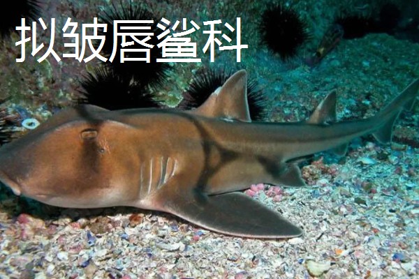 鼠鲨目鲨鱼的种类，分为鼠鲨科、剑吻鲨科等7个类型
