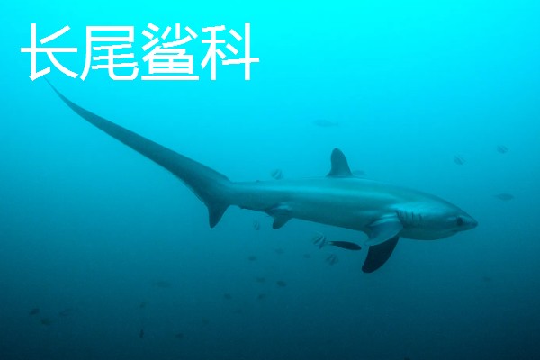 鼠鲨目鲨鱼的种类，分为鼠鲨科、剑吻鲨科等7个类型