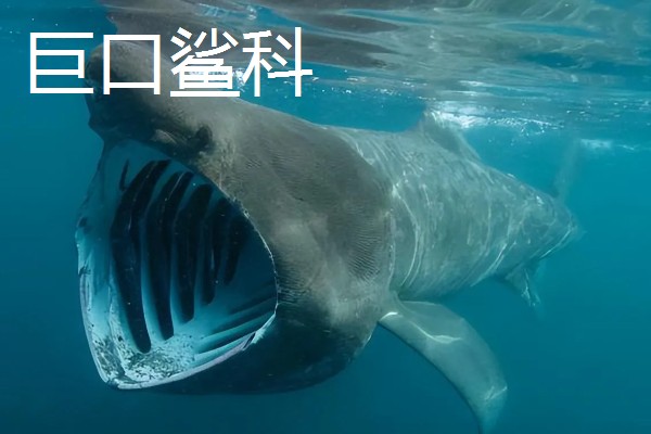 鼠鲨目鲨鱼的种类，分为鼠鲨科、剑吻鲨科等7个类型