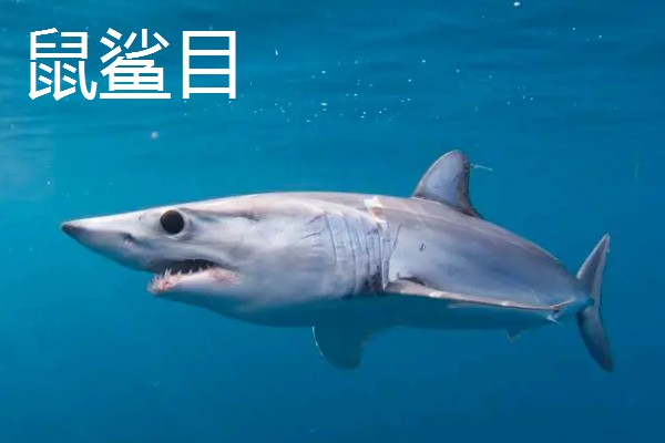 鼠鲨目鲨鱼的种类，分为鼠鲨科、剑吻鲨科等7个类型