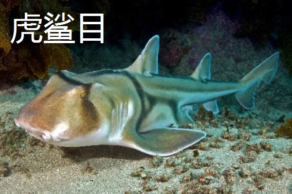 鼠鲨目鲨鱼的种类，分为鼠鲨科、剑吻鲨科等7个类型