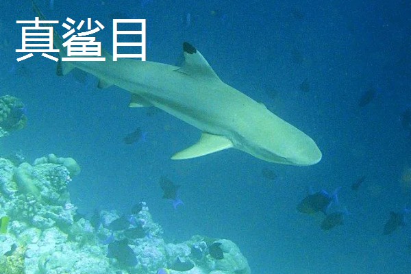 鼠鲨目鲨鱼的种类，分为鼠鲨科、剑吻鲨科等7个类型