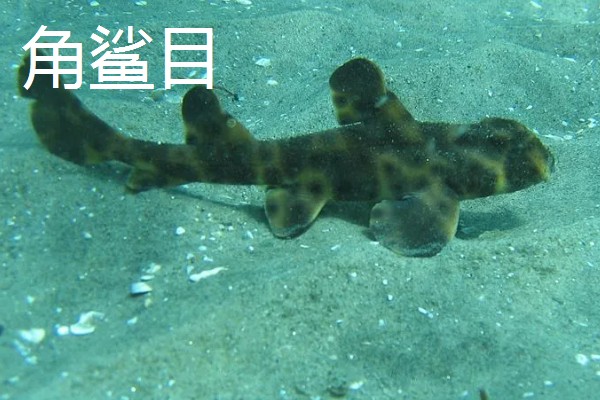 鼠鲨目鲨鱼的种类，分为鼠鲨科、剑吻鲨科等7个类型