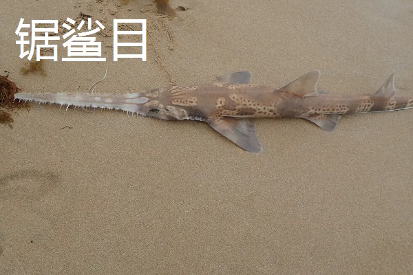 鼠鲨目鲨鱼的种类，分为鼠鲨科、剑吻鲨科等7个类型