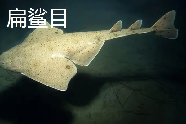 鼠鲨目鲨鱼的种类，分为鼠鲨科、剑吻鲨科等7个类型